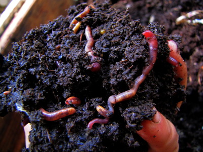 Compost worms