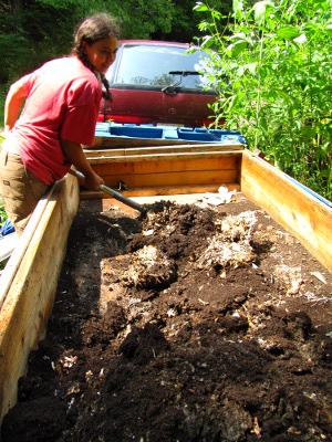 Harvesting the worm bin