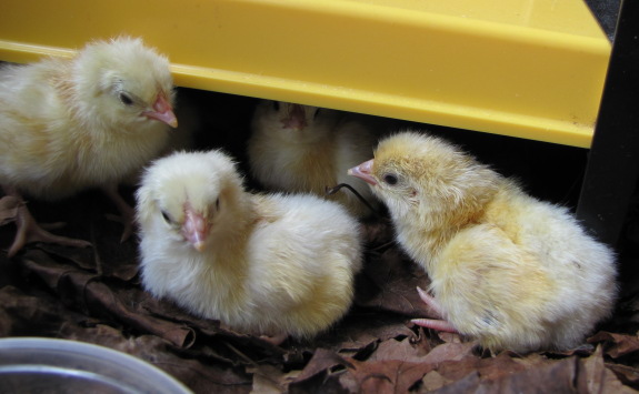 new chicks near new style brooder