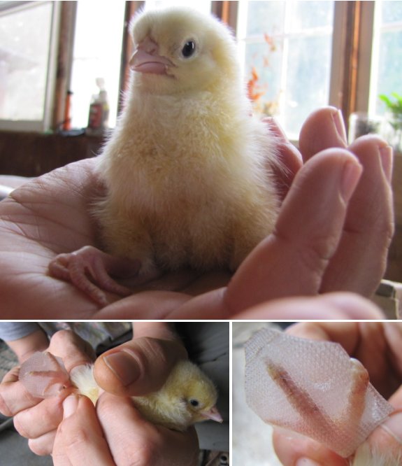 fixing a club foot on a chick with adhesive tape
