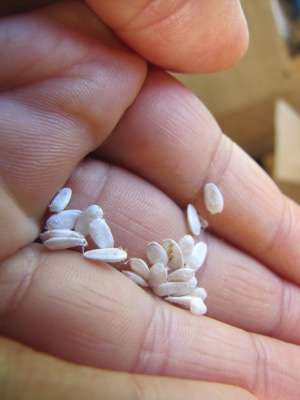 Parthenocarpic cucumber seeds