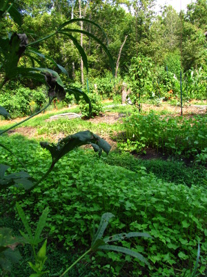 Buckwheat cover crop