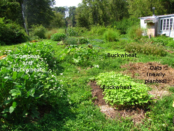 Fitting cover crops into the garden