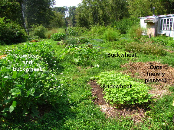 Filling Garden Gaps With Cover Crops