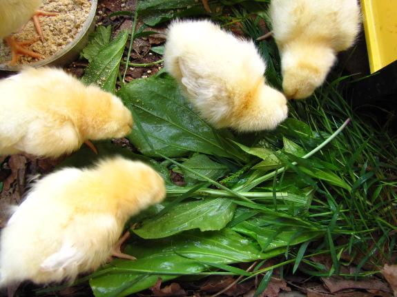 Chicks and weeds