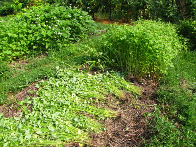 Buckwheat cover crop