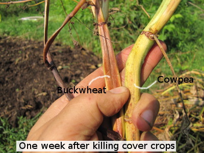 Cover crop decomposition