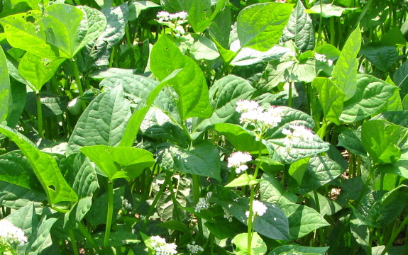 Cowpeas and buckwheat