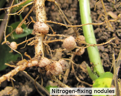 Nitrogen-fixing nodules on cowpeas