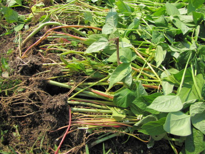 Pulling up cowpeas