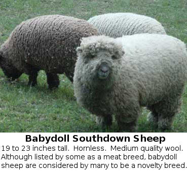 Babydoll sheep