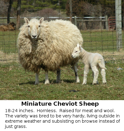 Miniature cheviot sheep