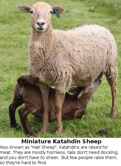 Miniature Katahdin Sheep