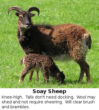 Soay sheep