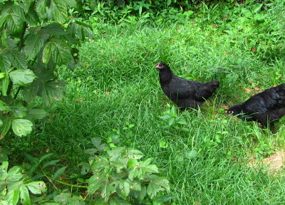 Chicken pasture