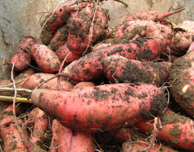 Beauregard sweet potatoes