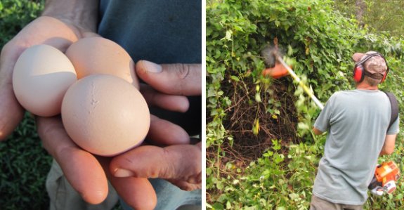 new egg from fresh batch of Australorp pullets