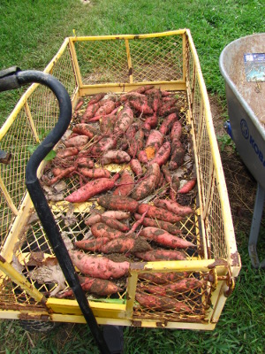 Sweet potatoes in wagon