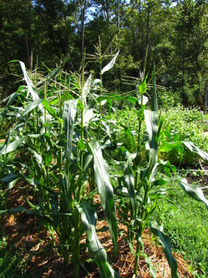 Tassling sweet corn