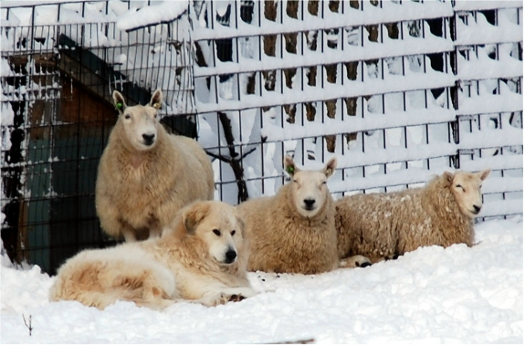 Miniature cheviot sheep