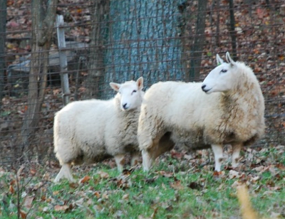 Miniature sheep