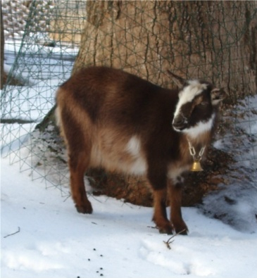 Nigerian dwarf doe