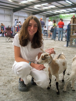 Nigerian dwarf show goat