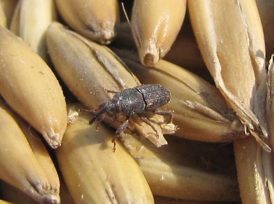 Weevils in oats