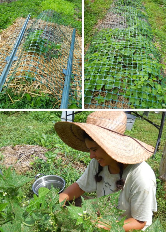 using plastic latic material to protect delicate strawberry plants