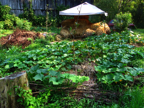 Squash vines