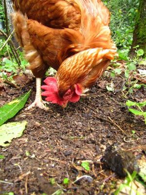 Chicken pecking ground