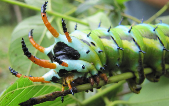 Green caterpillar orange horns
