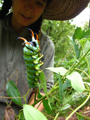 Hickory horned devil