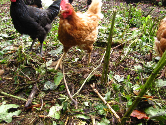 Chickens amid weed stubble