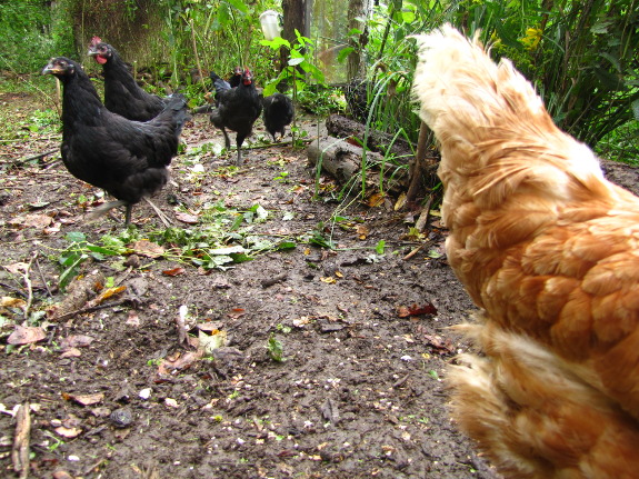 Chickens clear ground