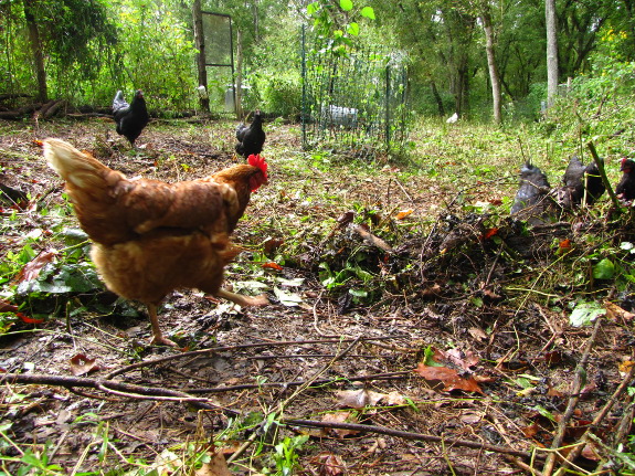 Chicken scratching