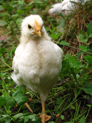 Chick in clover