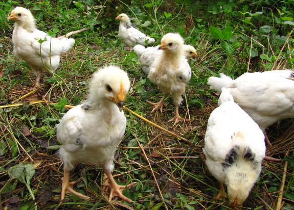 Chicks in wheat stubble