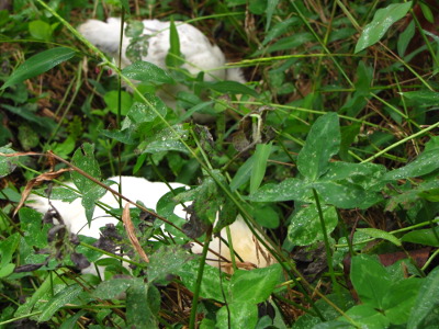 Clover pasture