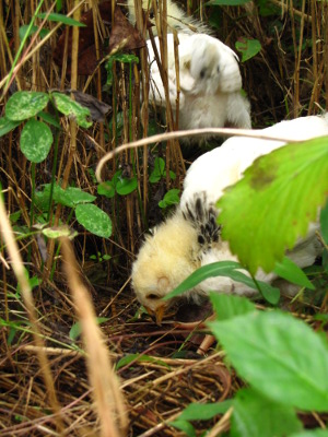 Light Sussex chicks