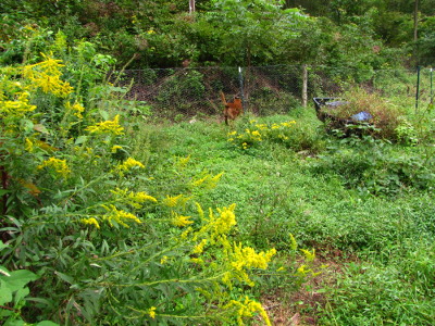 Potential pasture