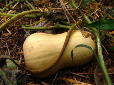 Ripening butternut