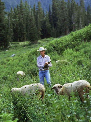 Sheep in rough pasture