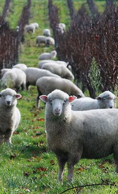 Sheep in vineyard