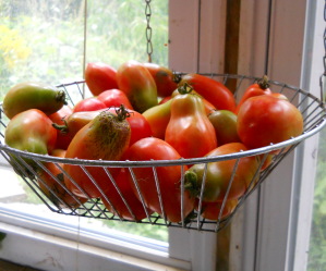 wire mesh hanging bowl of tomatos waiting to be ripe