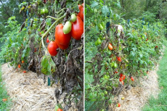 2011 row of handsome tomatos