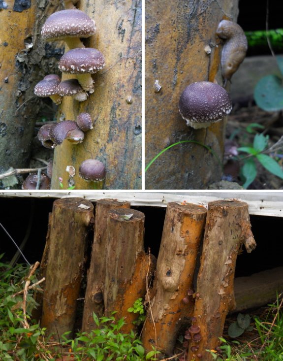 A new method of soaking mushroom logs