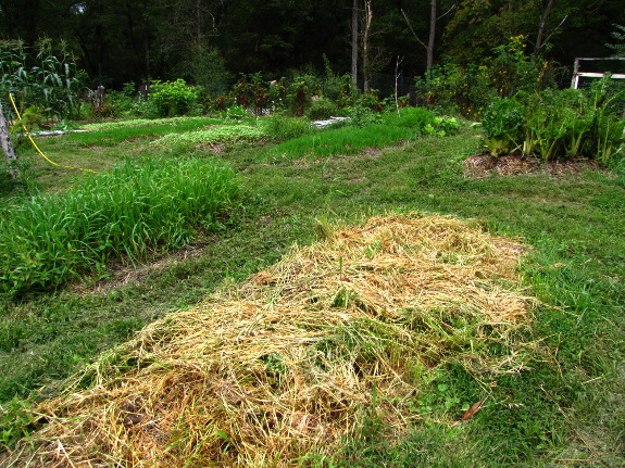 Oat cover crop