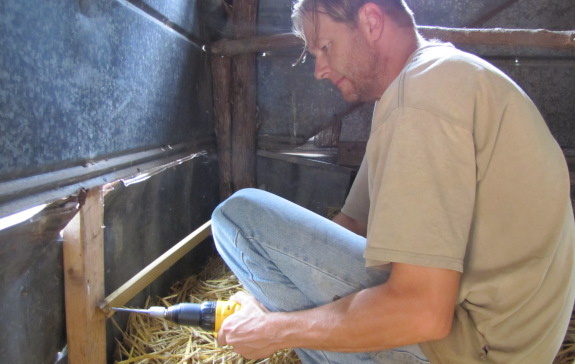 building a roost for cute baby chicks