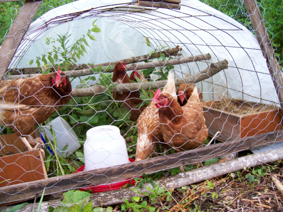 Chickens in tractor